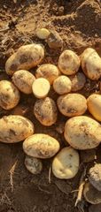 Agritec Fresh Potatoes: Premium Quality, Naturally Grown, and Flavorful – product photo 1, product detail gallery