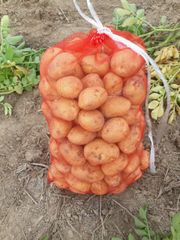 Agritec Fresh Potatoes: Premium Quality, Naturally Grown, and Flavorful – product photo 2, product detail gallery
