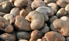 RAW Cashew Nut – product photo 4, product detail gallery