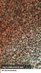 ROBUSTA CHERRY AB Origin India Product Code Scr-15 Place of Origin INDIA Max. Moisture (%) 12.75% Packaging Details 60 KGS NET IN NEW JUTE BAG - Image 2