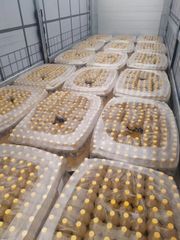 Edible Oils: Olive Oil, Sunflower Oil, Peanut Oil, Soybean Oil for Cooking, Coconut Oil, Used Cooking Oil  - Image 5