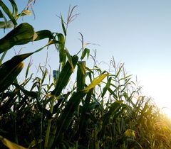 Biofuels - Image 2
