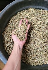 GREEN BEANS ROBUSTA GRADE A INDONESIA – product photo 2, product detail gallery