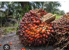  Nigeria Red Palm oil 25 liters keg from Oyemos farm – product photo 3, product detail gallery