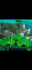 Fresh Banana - Trimurti agro farms - Image 3