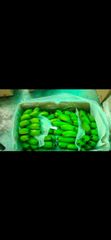 Fresh Banana - Trimurti agro farms - Image 1