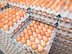 Wholesale Table eggs for Sale  Grade A Place of Origin UK Packaging Trays of - Image 1