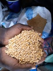 Non-GMO Soybean - Image 2