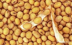 Non-GMO Soybean - Image 3