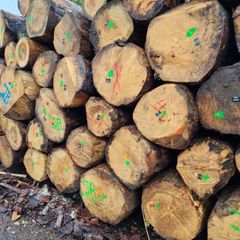 Spruce Wood Logs Grade ABC Place of Origin France Feature Dia 20-25cm, above - Image 1