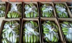 TOP-QUALITY FRESH CAVENDISH BANANAS - PREMIUM TASTE WITH GOOD PRICE FROM VIETNAM – product photo 7, product detail gallery