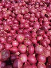 ONION - Image 1