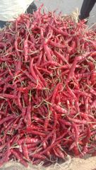 RED CHILLI Color RED Type TEJA Packaging - Image 2