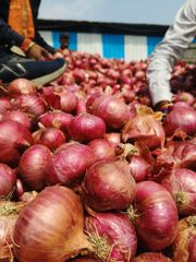 ONION - Image 3