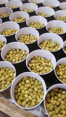 Gourmet preserved olives Grade A Shape Whole-Sliced-Pitted Packaging Tins, glass jars, pouches, - Image 3
