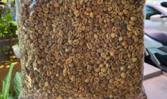 GREEN BEANS ROBUSTA GRADE A INDONESIA – product photo 1, product detail gallery