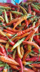 Dried Chilli - Image 4