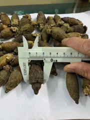 Dried Betel Nut - Image 2