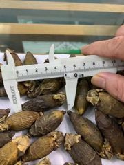 Dried Betel Nut - Image 4