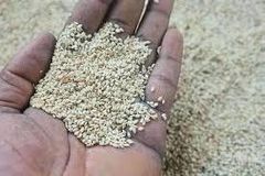 sesame seeds – product photo 3, product detail gallery
