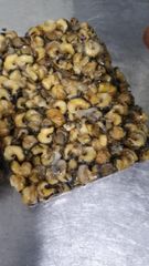 Frozen Sea Snail Packaging MC Place of Origin indonesia - Image 3