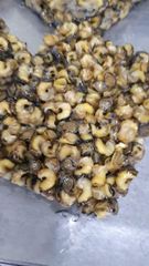 Frozen Sea Snail Packaging MC Place of Origin indonesia - Image 4