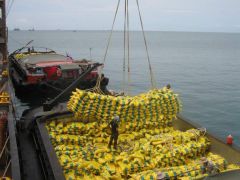 FOB Thai Broken Rice 5% 10% Competitive Price - Premium Quality Rice Products - Image 4