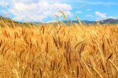 Wheat Grain – product photo 1, product detail gallery