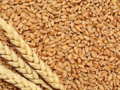 Durum Wheat - Image 1