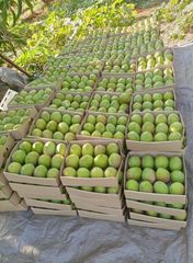 Premium Kenyan Apple Mango – Fresh Export Quality | 4kg Box - Image 3