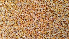 white and yellow maize – product photo 1, product detail gallery