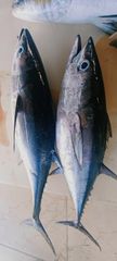 Sea Fishes Yellowfin Tuna Quality top Place of Origin Oman Packaging Details Frozen Ice filled with plastic - Image 1