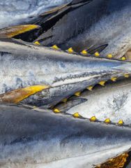 Sea Fishes Yellowfin Tuna Quality top Place of Origin Oman Packaging Details Frozen Ice filled with plastic - Image 2