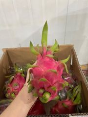 Dragon Fruit – product photo 1, product detail gallery