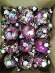 ORGANIC PURPLE ONION - Image 1