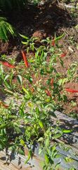 ORGANIC RED CHILI  – product photo 1, product detail gallery