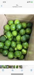 Seedless Lime - Image 2