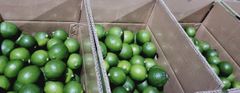 Seedless Lime - Image 3
