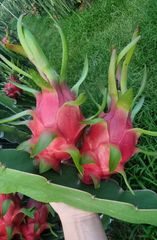 Dragon Fruit – product photo 4, product detail gallery