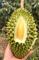 Durian – product photo 2, product detail gallery
