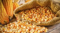 High quality dried yellow corn kernels from Vietnam - Image 1