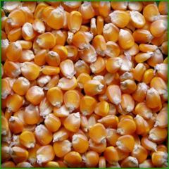 High quality dried yellow corn kernels from Vietnam - Image 3