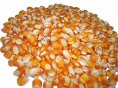 High quality dried yellow corn kernels from Vietnam - Image 2
