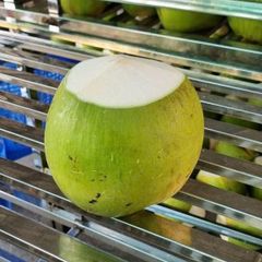 Fresh Young Coconut FDA Certificate, high BRIX – product photo 10, product detail gallery