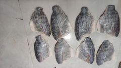 FROZEN TILAPIA FISH - Image 5