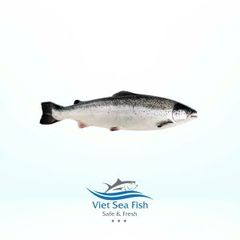 Atlantic Salmon Form Fresh, Frozen Texture Premium Quality Fat Content Rich Fat Belly Cuts Application Creating Various Seafood Recipes, Flavorful Dishes, Premium Cooking And Processing Needs, Various Culinary - Image 11
