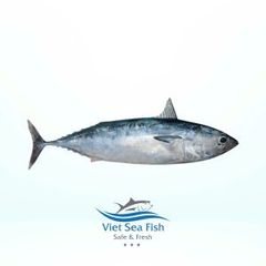 Bullet Tuna – product photo 2, product detail gallery
