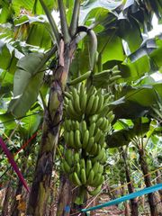 Grade A Cavendish Bananas – product photo 1, product detail gallery