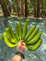 Grade A Cavendish Bananas – product photo 5, product detail gallery