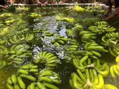 Grade A Cavendish Bananas – product photo 4, product detail gallery
